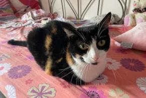 Disappearance alert Cat Female , 9 years Bussy-Saint-Georges France