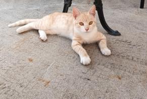Discovery alert Cat Male Lapte France