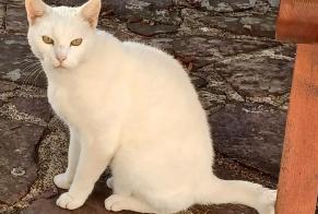 Discovery alert Cat Female Champhol France