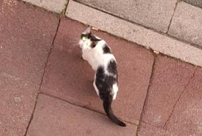 Discovery alert Cat Unknown Tourcoing France
