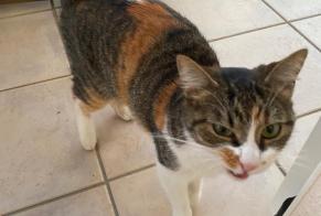 Discovery alert Cat Female Limoges France