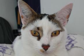 Disappearance alert Cat Male , 7 years Monnaie France
