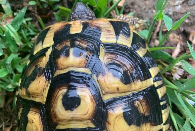 Disappearance alert Tortoise Male , 2024 years Mougins France