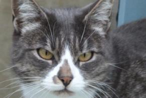 Disappearance alert Cat Male , 10 years Brem-sur-Mer France