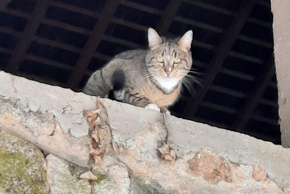 Disappearance alert Cat miscegenation Female , 5 years Marigny-l'Église France