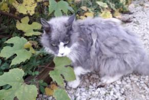 Discovery alert Cat Female Pradines France