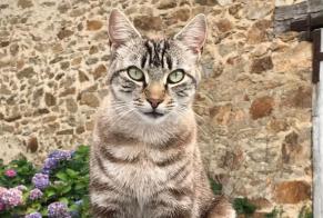 Disappearance alert Cat  Female , 7 years Pageas France