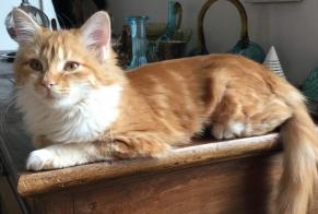 Disappearance alert Cat  Female , 6 years Saint-Hilaire-de-Riez France