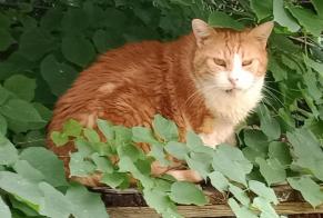 Disappearance alert Cat Male , 11 years Rethel France