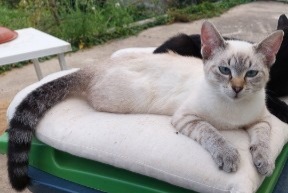 Disappearance alert Cat miscegenation Female , 1 years Lorient France