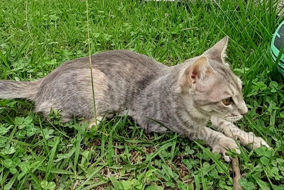 Disappearance alert Cat  Female , 1 years Bassens France