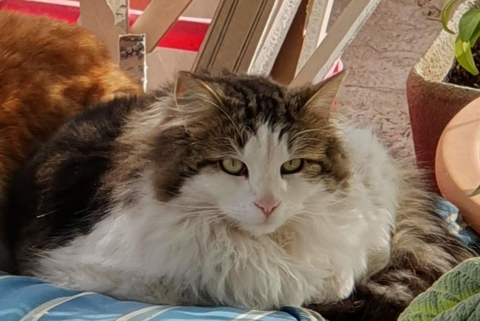 Disappearance alert Cat Male , 2 years Mouriès France