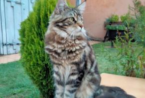 Disappearance alert Cat  Male , 1 years Libourne France