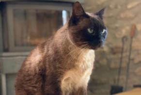 Disappearance alert Cat miscegenation Male , 14 years Carla-Bayle France