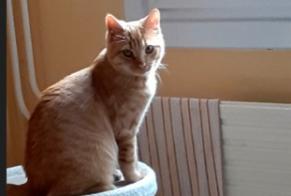 Disappearance alert Cat Male , 1 years Bourges France