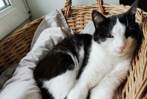 Disappearance alert Cat  Male , 6 years Besançon France