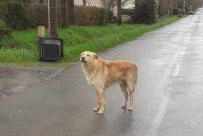 Discovery alert Dog miscegenation Male La Chapelle-des-Marais France