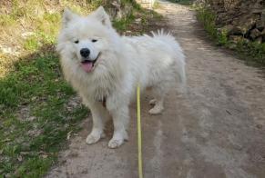 Disappearance alert Dog  Male , 3 years Coly-Saint-Amand France