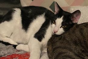 Disappearance alert Cat  Male , 1 years Savigny-sur-Orge France
