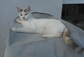 Disappearance alert Cat miscegenation Female , 3 years Aurice France