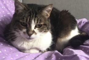 Disappearance alert Cat miscegenation Female , 18 years Exincourt France