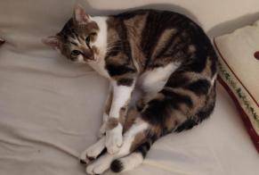 Disappearance alert Cat Male , 1 years Crottet France