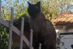 Disappearance alert Cat  Male , 11 years Meaux France