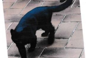 Disappearance alert Cat  Male , 3 years Vernaison France