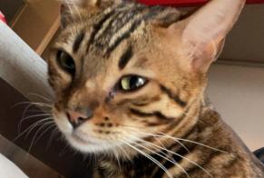 Disappearance alert Cat  Female , 2 years Prilly Switzerland