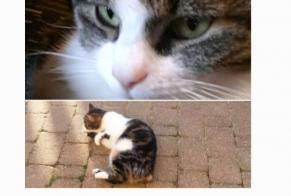 Disappearance alert Cat  Female , 11 years Pont-de-Salars France