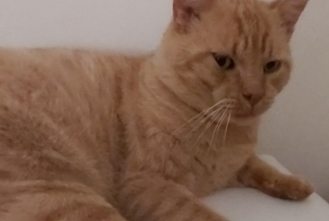 Disappearance alert Cat  Male , 11 years Mimet France