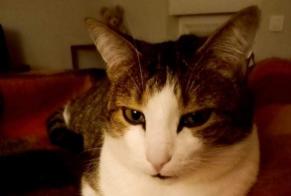 Disappearance alert Cat Male , 4 years Les Essards France