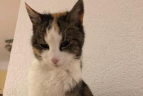 Disappearance alert Cat Female , 13 years Echallens Switzerland