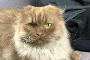 Disappearance alert Cat  Female , 6 years Pully Switzerland