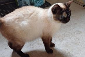 Discovery alert Cat miscegenation Female Saint-Brandan France
