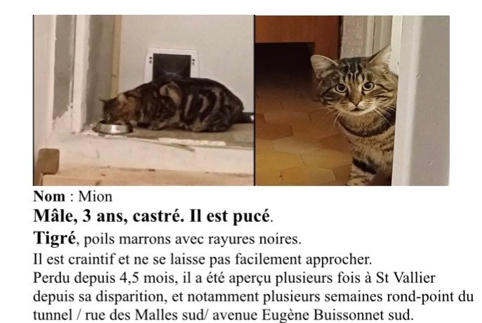 Disappearance alert Cat Male , 3 years Valence France