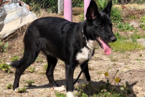 Discovery alert Dog miscegenation Female , 2 years Sainte-Bazeille France
