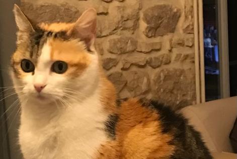 Disappearance alert Cat miscegenation Female , 9 years Cissé France