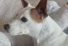 Disappearance alert Dog  Female , 12 years Rennes France