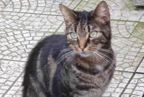 Discovery alert Cat miscegenation Unknown Le Havre France