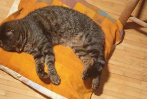 Disappearance alert Cat  Male , 14 years Vernier Switzerland