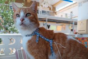 Discovery alert Cat  Male Oliva Spain
