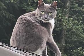 Disappearance alert Cat miscegenation Female , 5 years Hanviller France