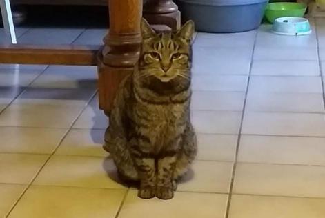 Disappearance alert Cat Female , 6 years Montpellier France