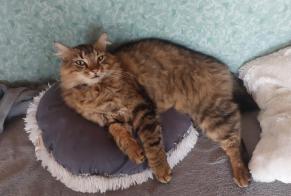 Disappearance alert Cat miscegenation Male , 5 years Guidel France