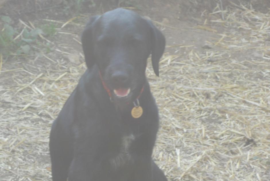 Disappearance alert Dog  Female , 5 years Saint-Maudan France