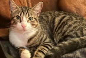 Disappearance alert Cat Male , 1 years Nice France