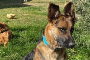 Disappearance alert Dog miscegenation Female , 1 years Limonest France