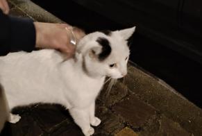 Discovery alert Cat Male Ixelles Belgium