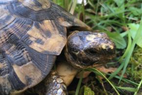 Disappearance alert Tortoise Male , 2024 years Saint-Pierre-du-Mont France